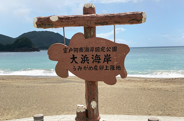 大浜海岸 ウミガメ産卵地